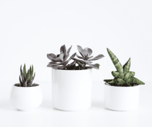 Image of 3 indoor houseplants in white pots that are small. These plants are shwoing the importance of cleaning off your plants for summer cleaning. 