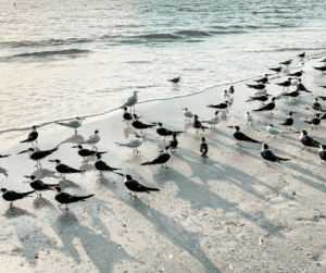 Image of seagulls on the beach for wellness activities for adults. 