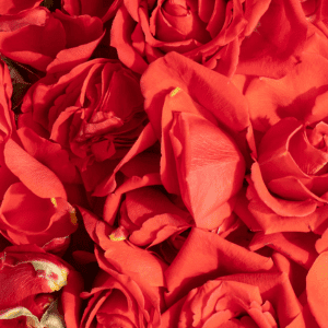 Image of roses. 
